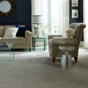 Puppy on couch | Cleveland Carpets and Floors